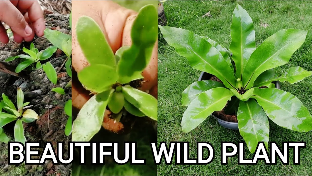 Bird's Nest Plant Hunting | Home Gardening Results