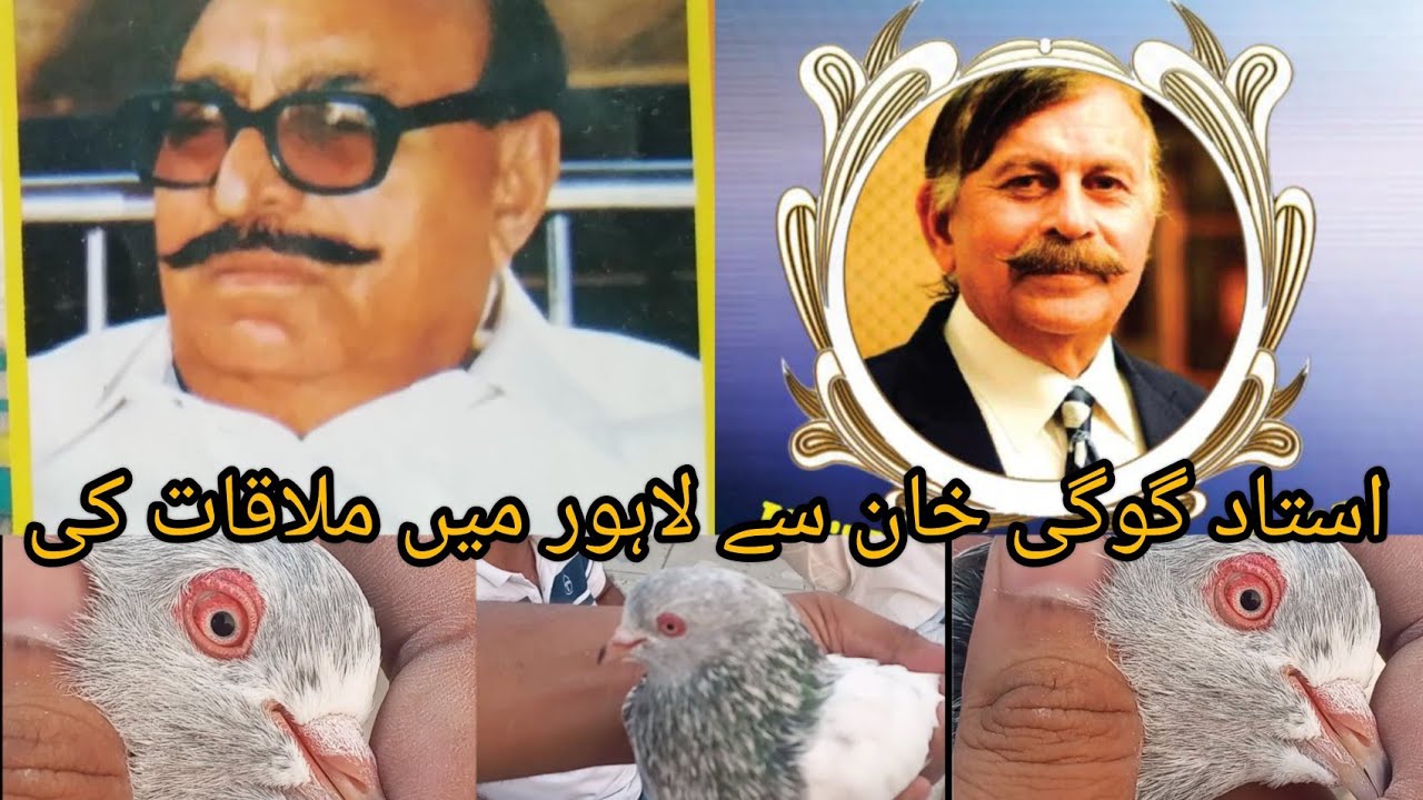 Gogi khan shab k nayab asli or nasli Heera Laal kabootar @nadeemahmadali2954