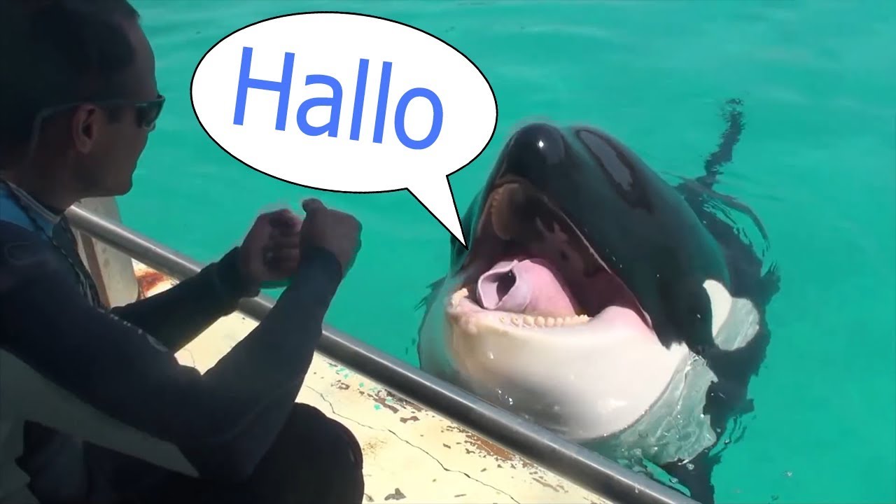 Der erste SPRECHENDE Orca der Welt
