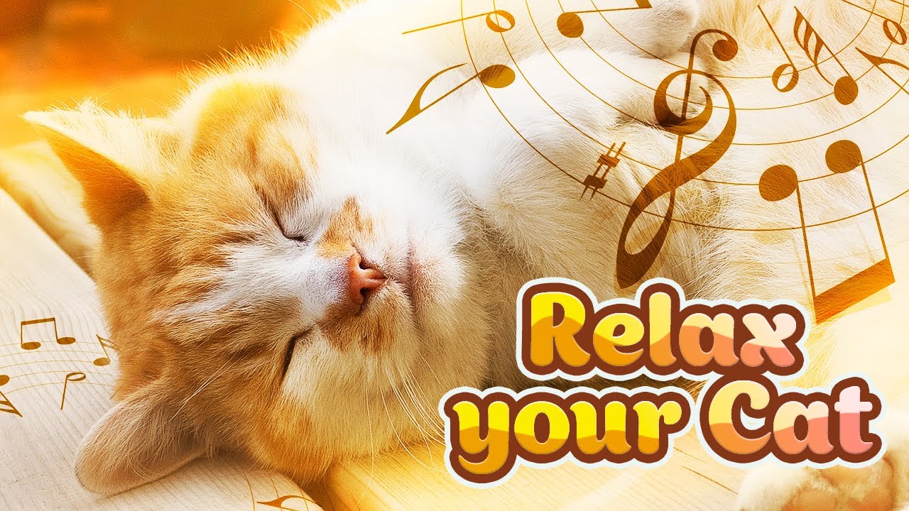 ♬ Music for Restless Cats ♬ 10 hours Relax My Cat