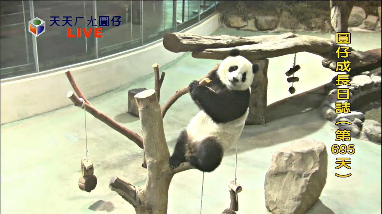 6/1/15 圓仔「採」筍