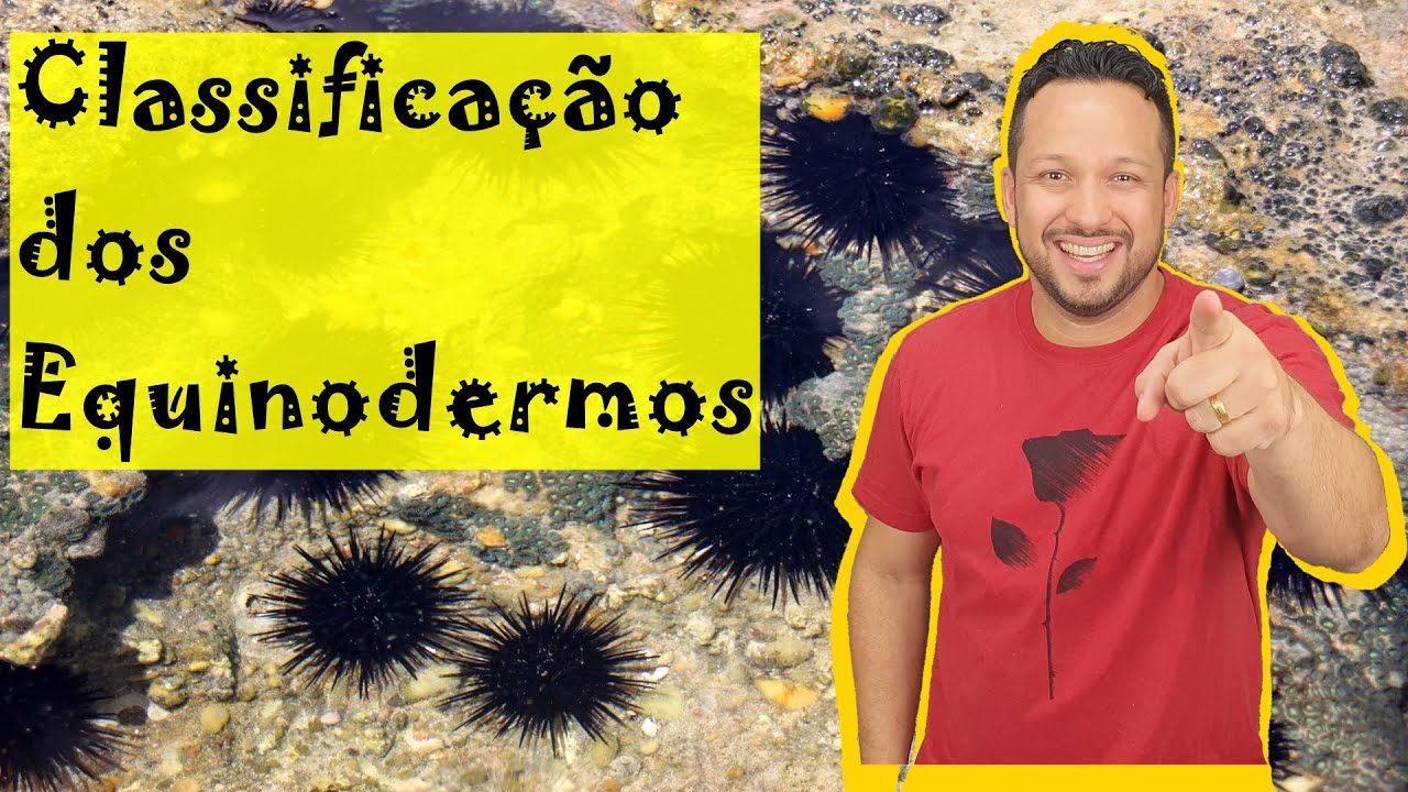 Classificação dos Equinodermos - Asteroidea, Ophiuroidea, Echinoidea, Crinoidea e Holothuroidea