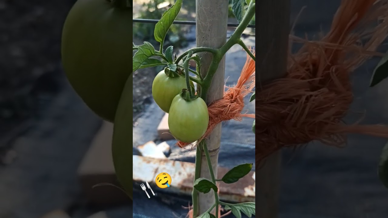 Tomates 