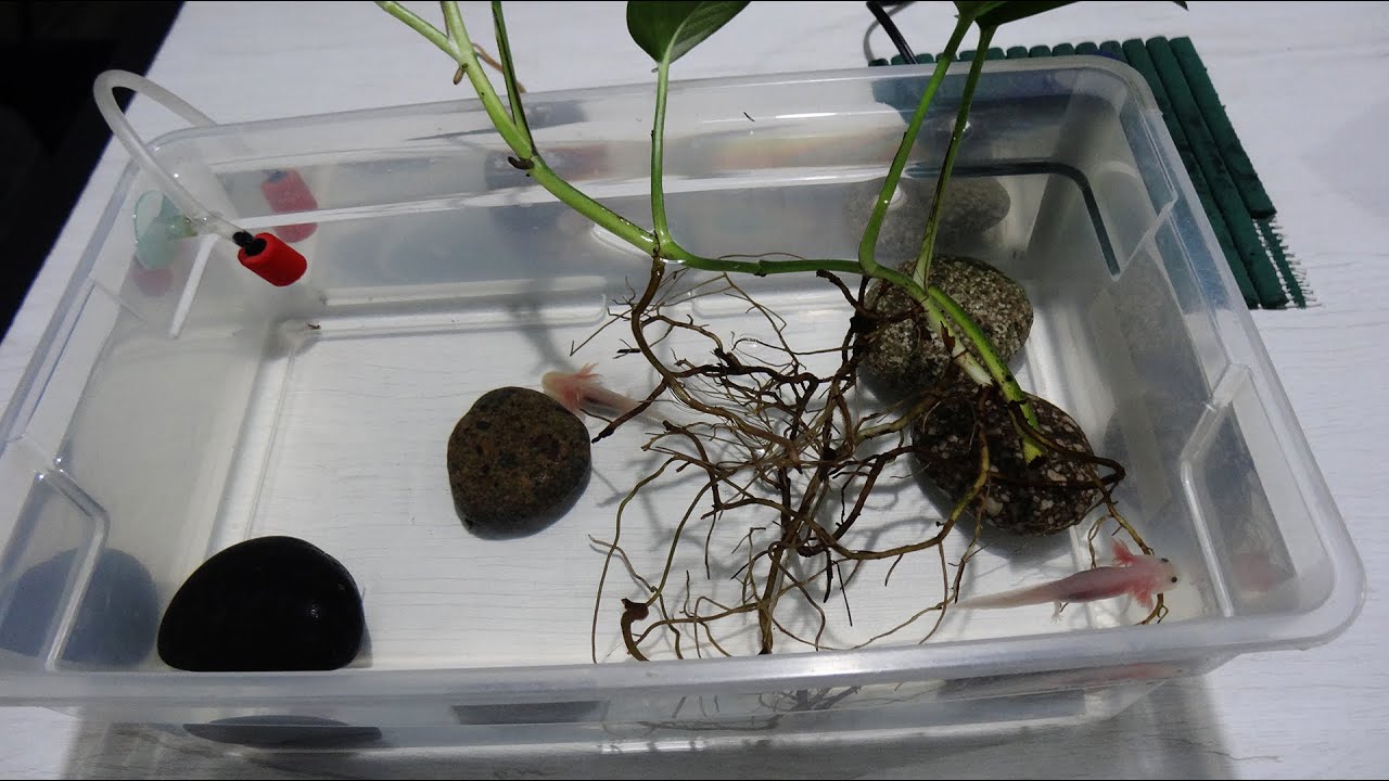 Mi primer ajolote ¿Qué hacer? (acuario, cuidados, mantenimiento y alimentación)