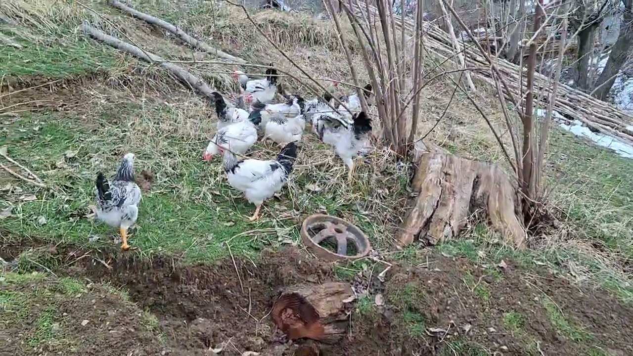 Fərələr böyüyüb