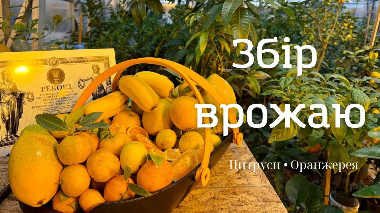 Сезон цитрусів | Збір врожаю в субтропічній зоні