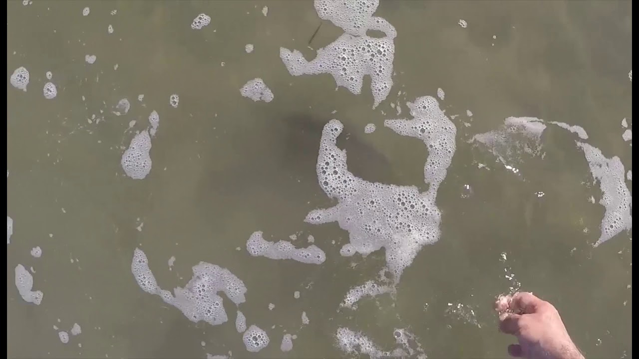 FISHING FIESTA ISLAND! Multiple species caught!