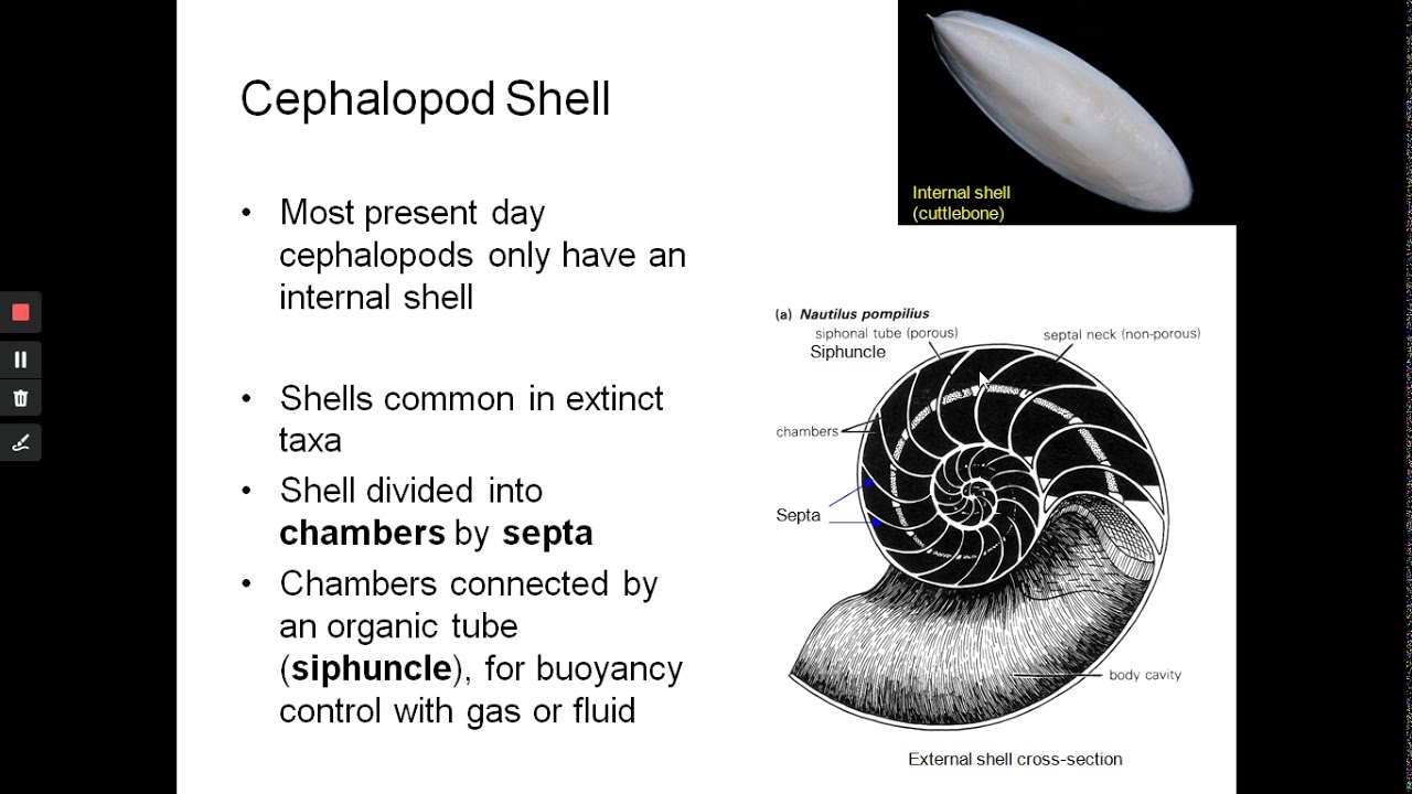 Introduction to Fossils Part 6: Cephalopoda