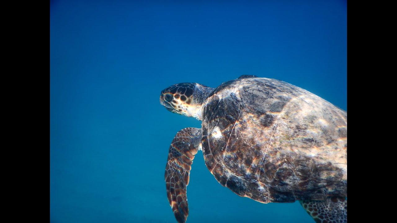 In Salento è record di nidi di caretta caretta. Ieri sera la prima schiusa