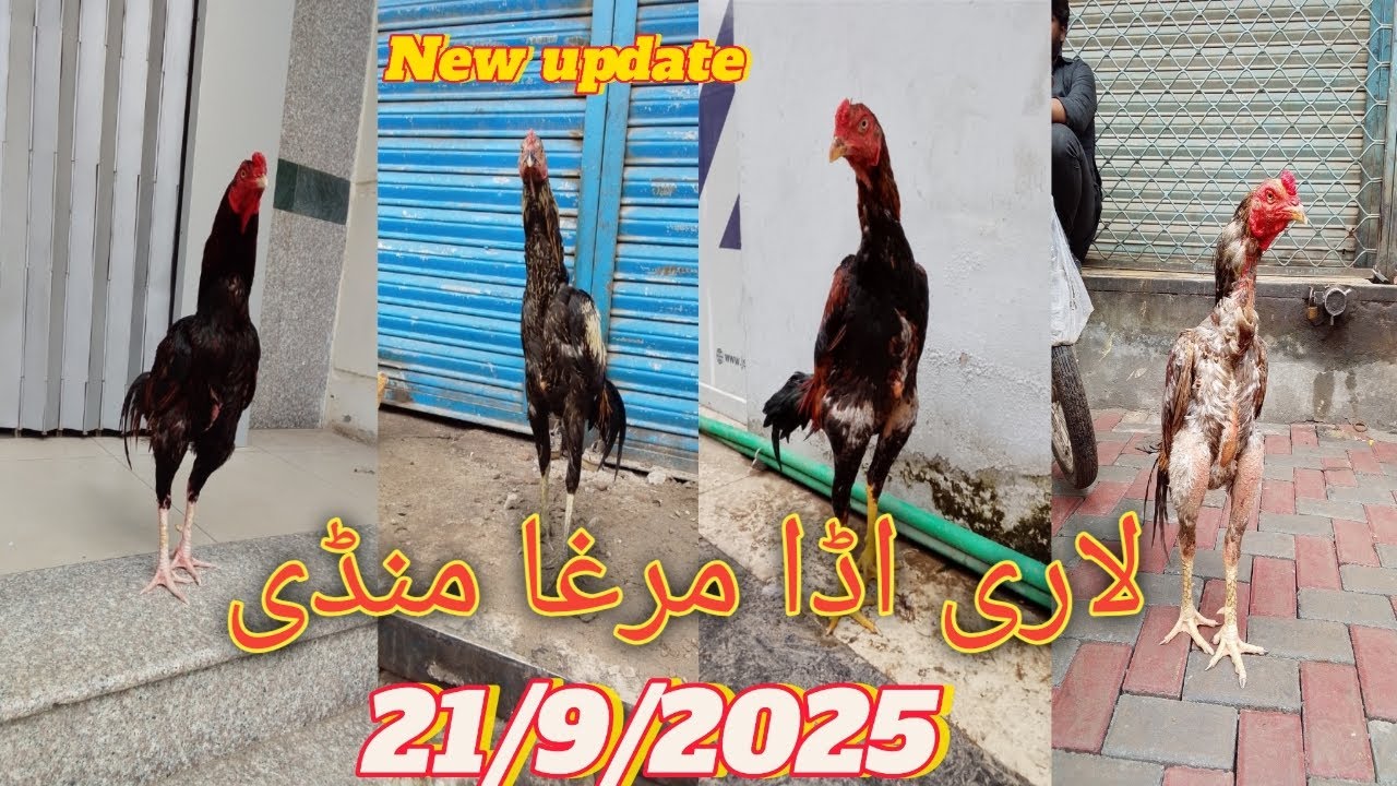|| Lahore murga mandi new update in || Lahore Lari adda murga || mandi new update| in Sunday bazaar 