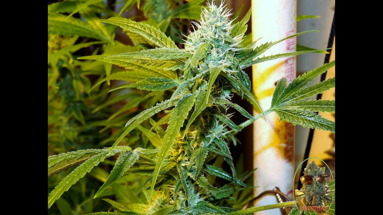 DEATH BUBBA AND C99 SOG DAYS 50 AND 35