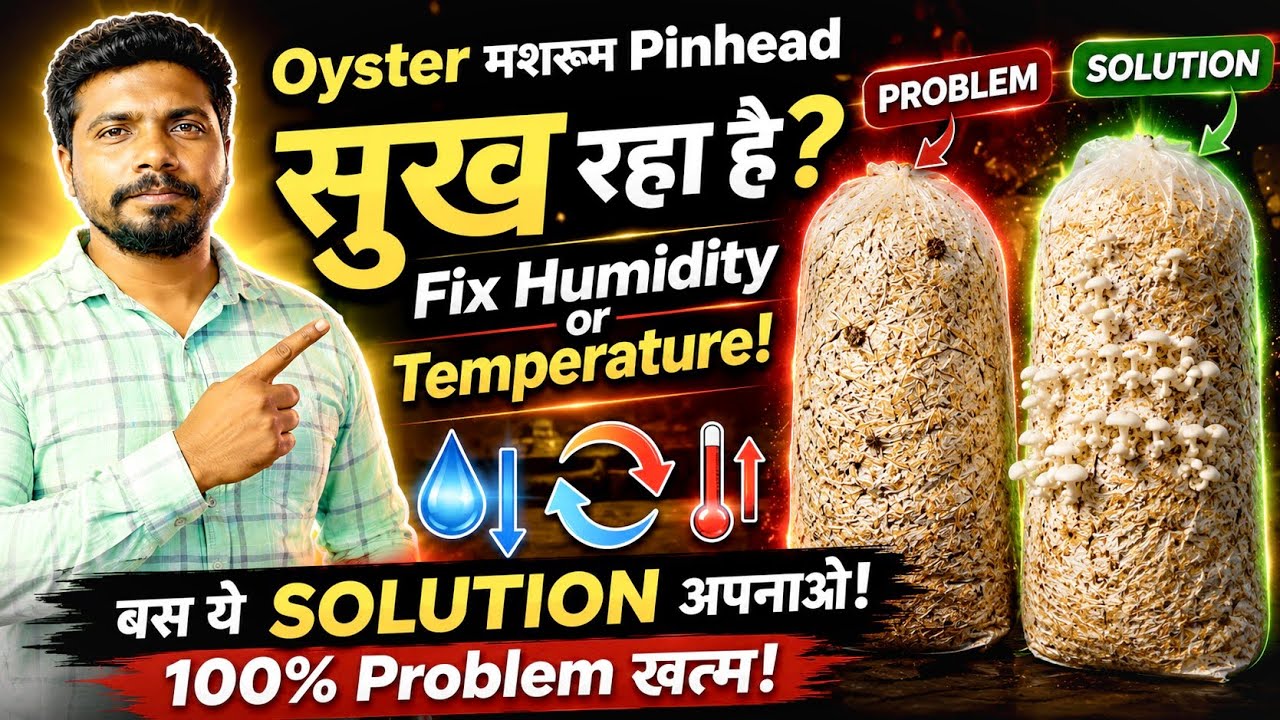 Oyster मशरूम का pinhead क्यूँ सूखता है |  solution Dry Pinhead Problem | oyster mushroom  🍄🍄🍄