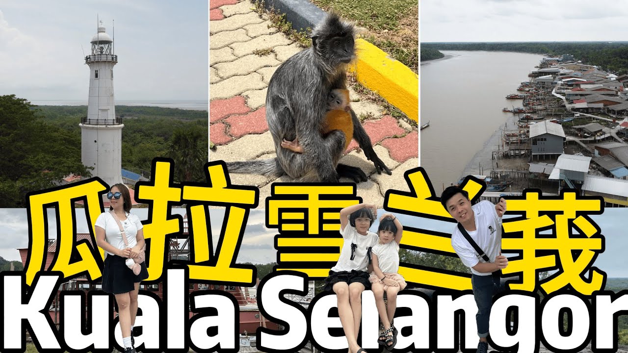 说走就走的 瓜拉雪兰莪Kuala Selangor之旅/皇家山真的有金毛猴子？瓜雪怪饭是什么？喂老鹰+萤火虫+蓝眼泪 马币XX 值得一看吗？瓜雪海鲜天堂 新鲜美味吗？ \\瓜拉雪兰莪一日游全攻略//
