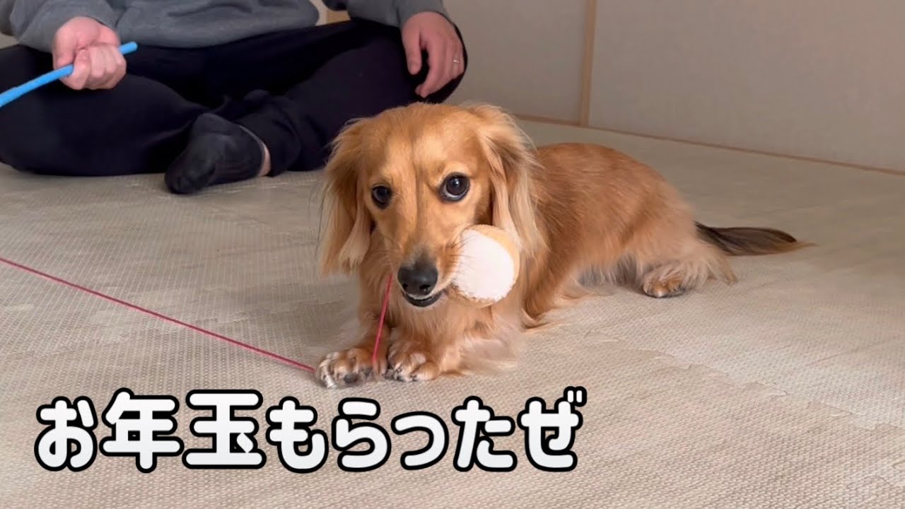 お年玉サプライズしたら愛犬が猫みたいになりました【カニンヘンダックスフンド】