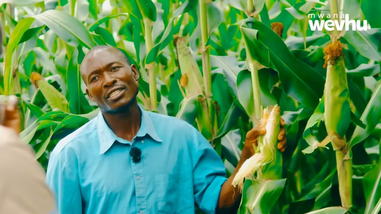 From Street Vending to Farming Success! How Green Mealies Changed His Life