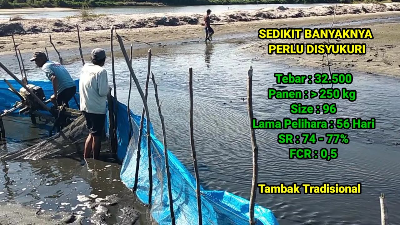 Panen Udang Vaname pada FCR 0,5
