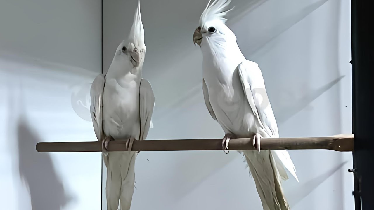 Albino Sultan Papağanı Eşsiz Güzellik ve Özellikleri" 🦜🦜🦜