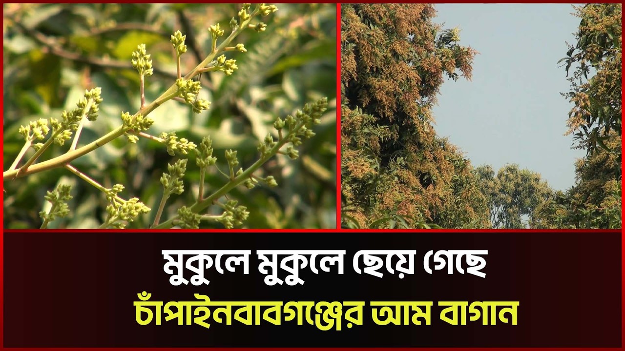 মুকুলে মুকুলে ছেয়ে গেছে চাঁপাইনবাবগঞ্জের আম বাগান | Chapainawabganj | Sonali News