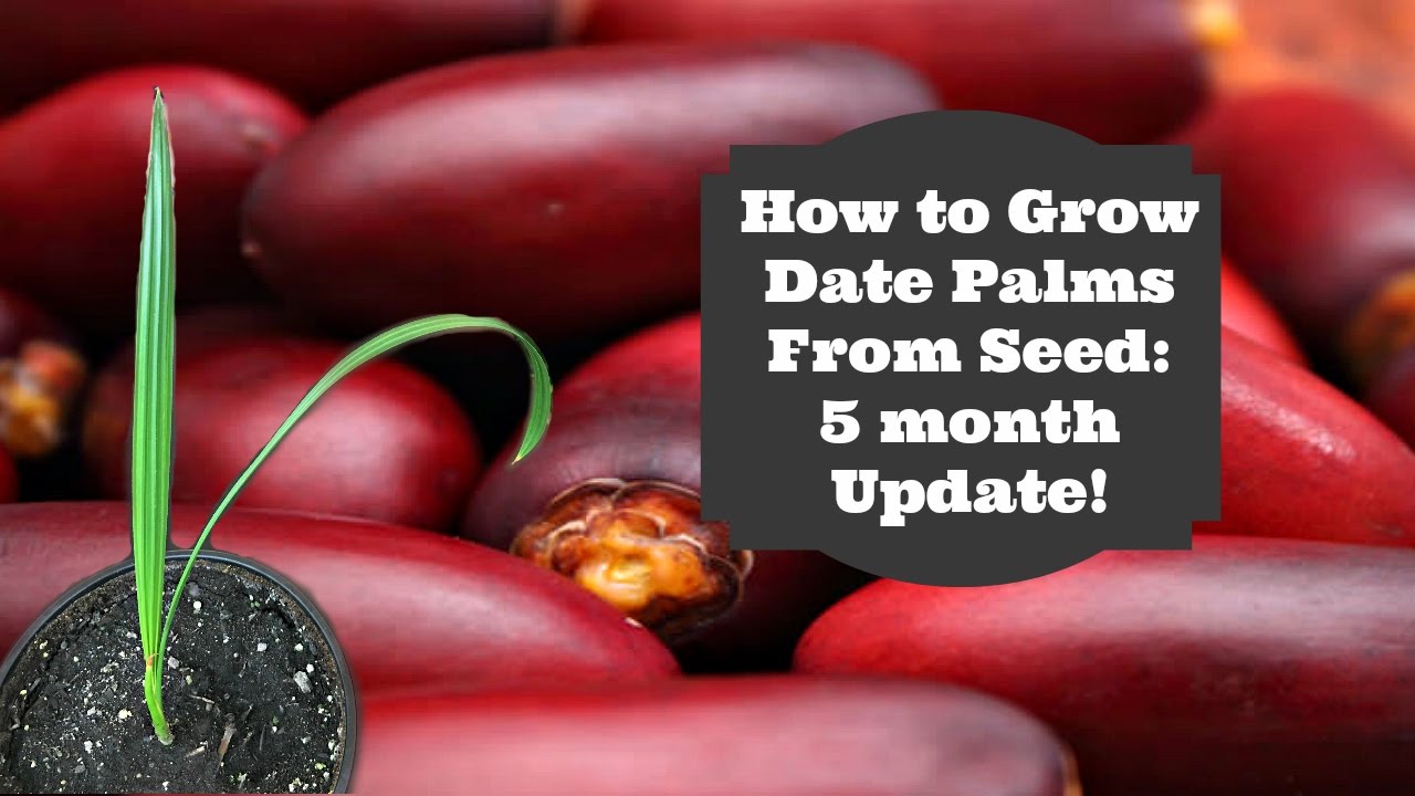 How to Grow Dates from Seed: 5 Month Update!