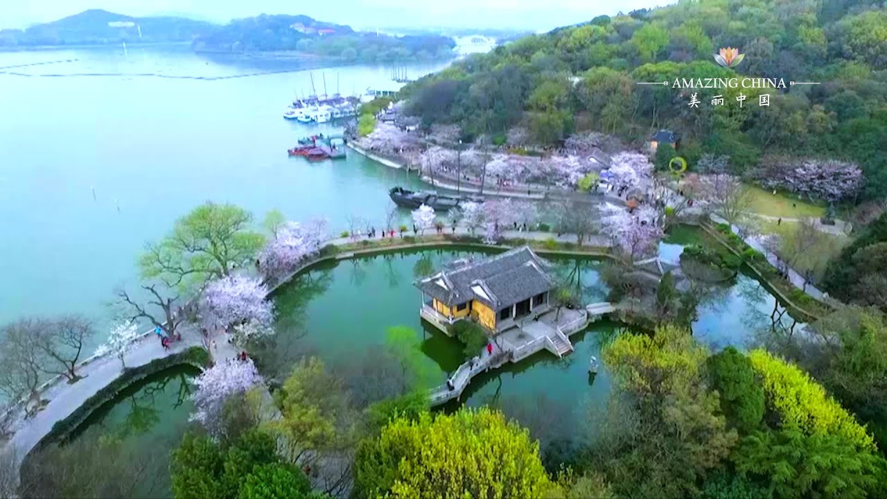 Cherry Blossoms in Taihu Lake, E China's Jiangsu