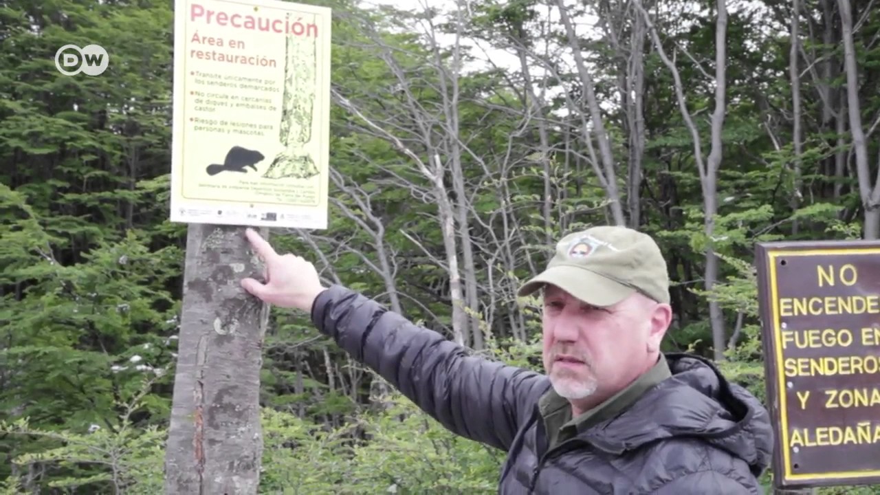 Argentina quiere sacrificar 100.000 castores