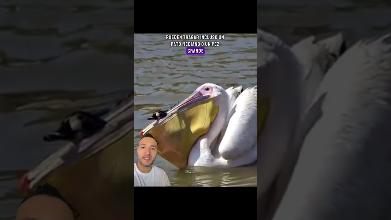 &ldquo;Momentos Sorprendentes de la Naturaleza: Animales en Accion&rdquo;