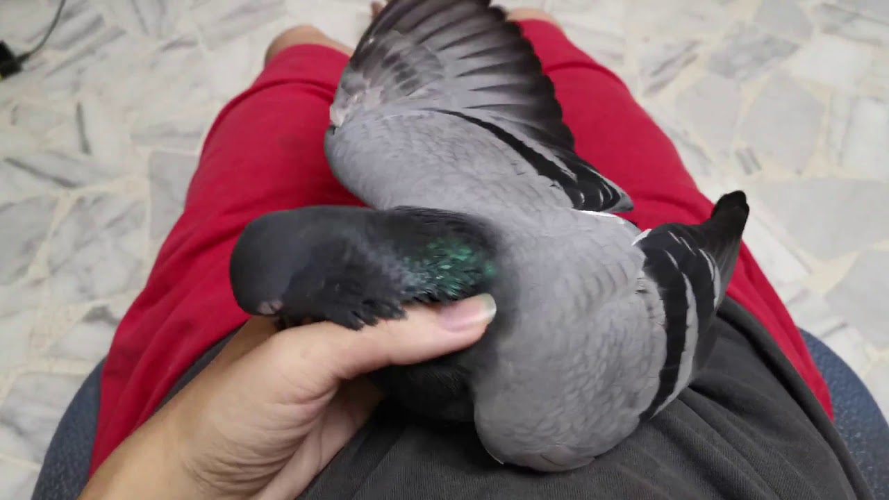 Pigeon Biting Cooing Sound