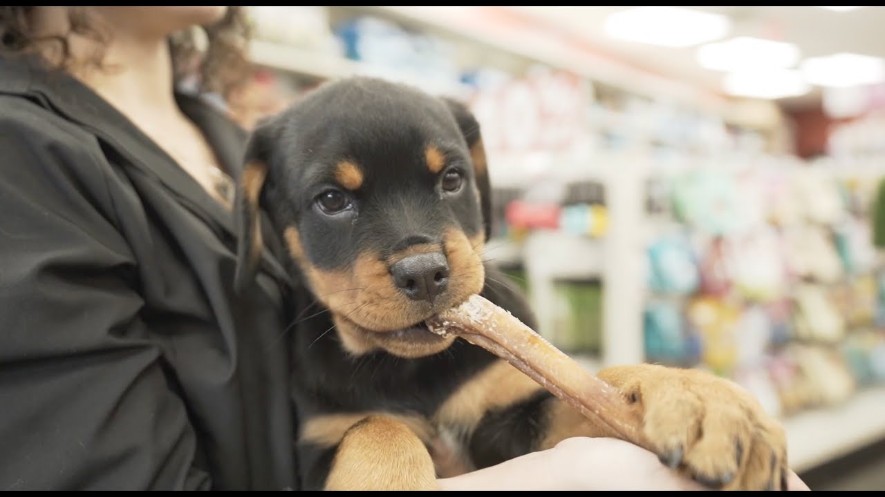 Tips For Brushing Your Puppy's Teeth!