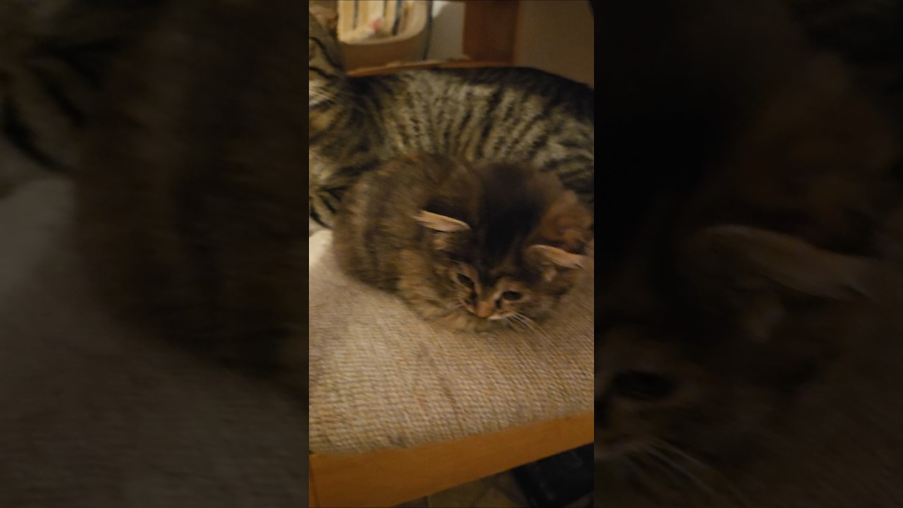 Leo, 5 years old, and Leo Jr., 1 month 16 days old 🐱 #cats #tabbies