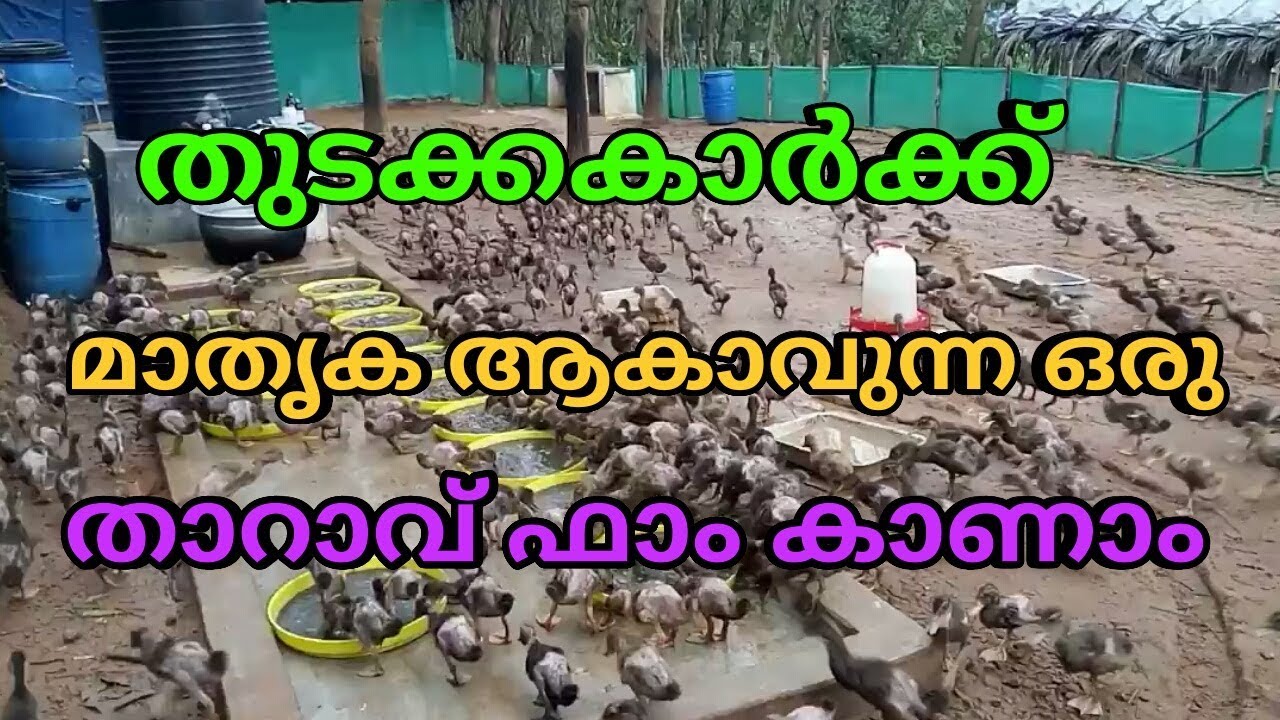 ഒരു മാതൃക താറാവ് ഫാം കാണാം.modernduckfarmingin kerala.