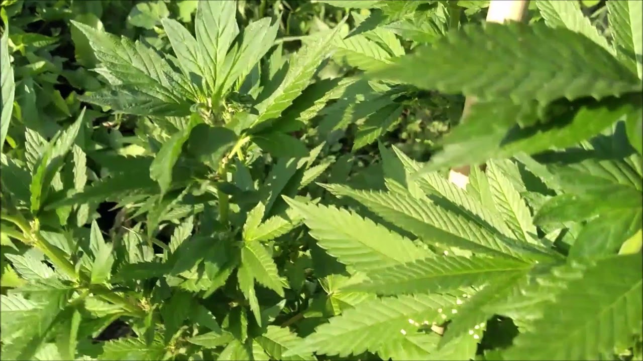 MichiGanja Gardens: An Outdoor Cannabis Grow 2019