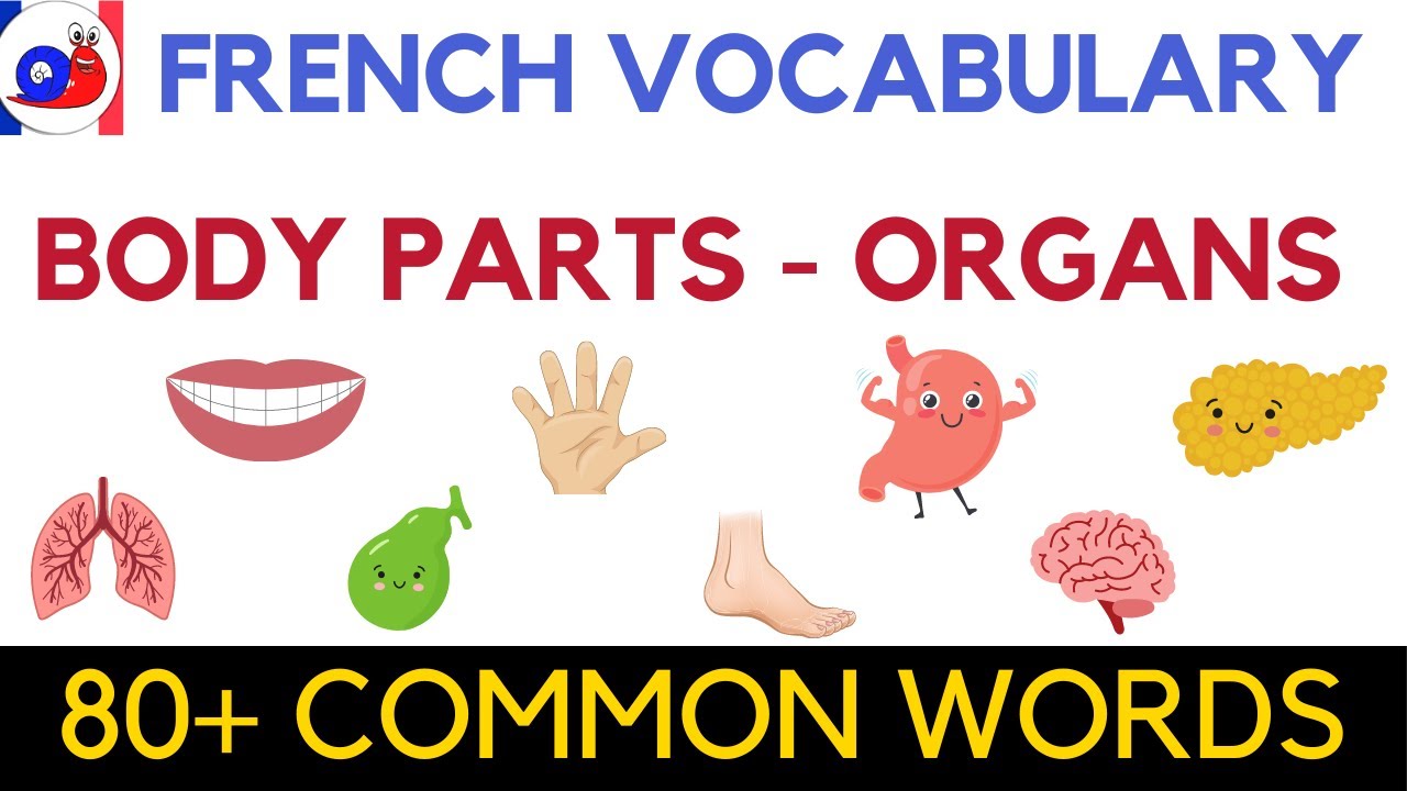 Learn French Vocabulary: Body parts & Organs
