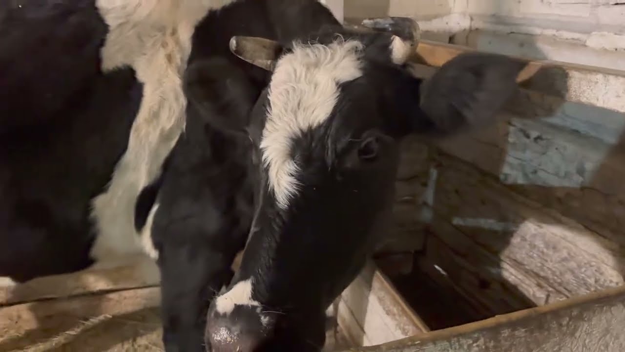 Коровы 🐮на льду или просто прогулка! Куры 🐔начали нестись 🥚