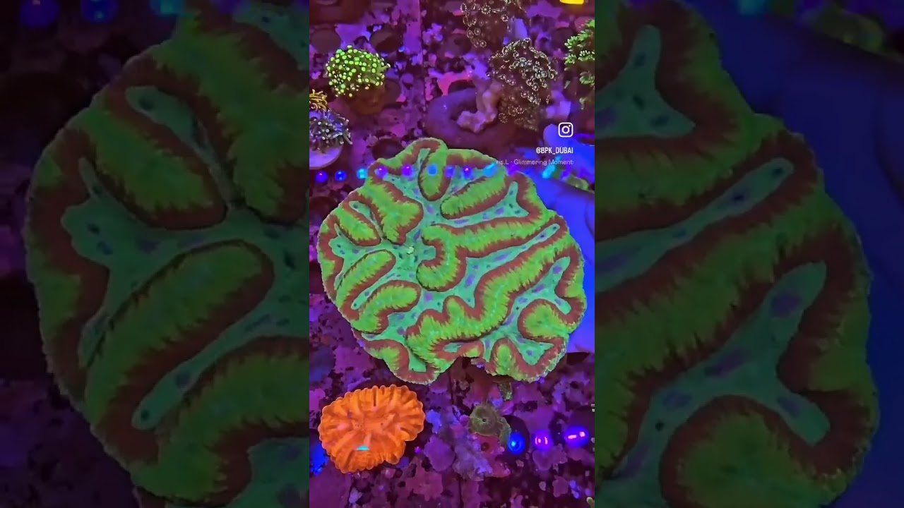 🔥 Glowing Crimson & Neon Green Dented Symphyllia – Reef Spotlight Stealer! 🌈🪸 