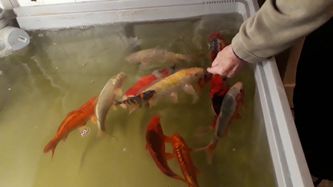 Krmen&iacute; japonsk&yacute;ch koi kaprů