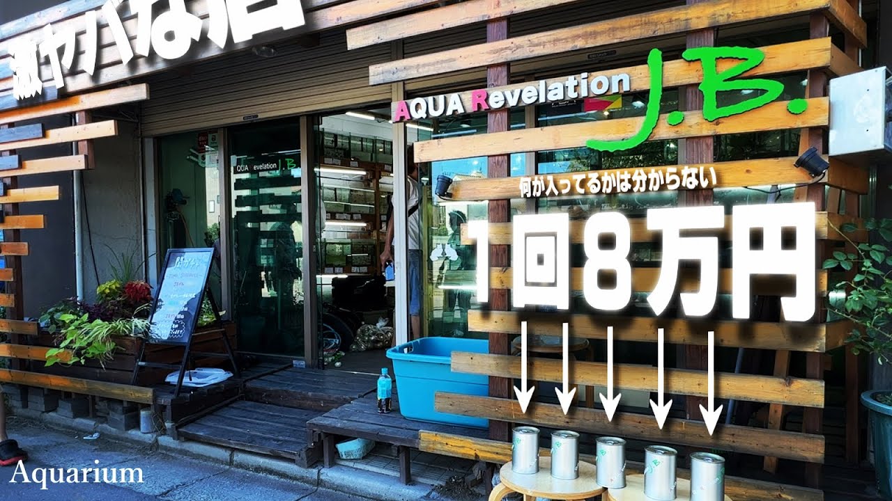 アクアショップで8万円のガチャを引いてみた。