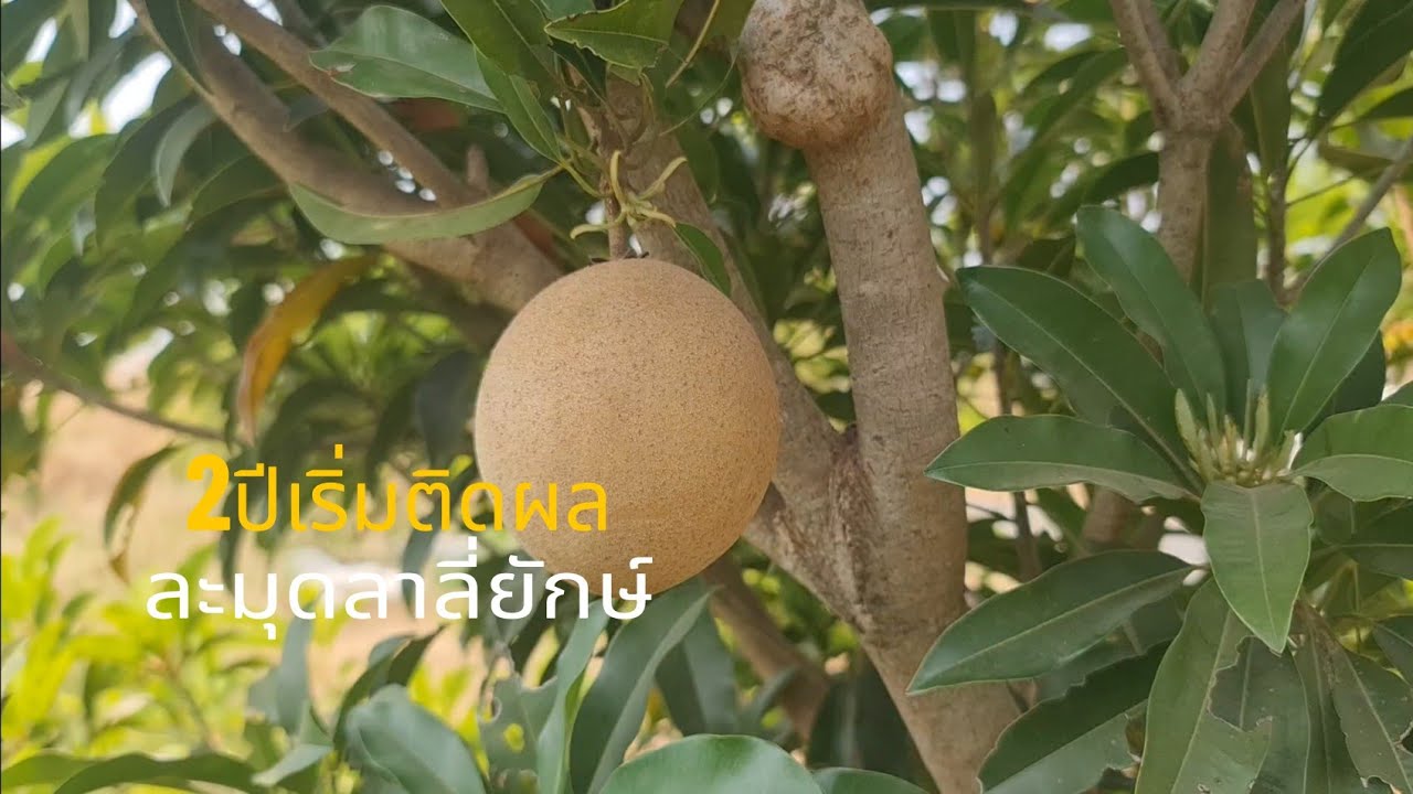 อัพเดทละมุดต้น 2 ปี4 เดือน ปลูกง่ายหายใจเป็นก็ปลุกได้แล้ว #เกษตรปลอดสารพิษ #เกษตรผสมผสาน #ทำสวน