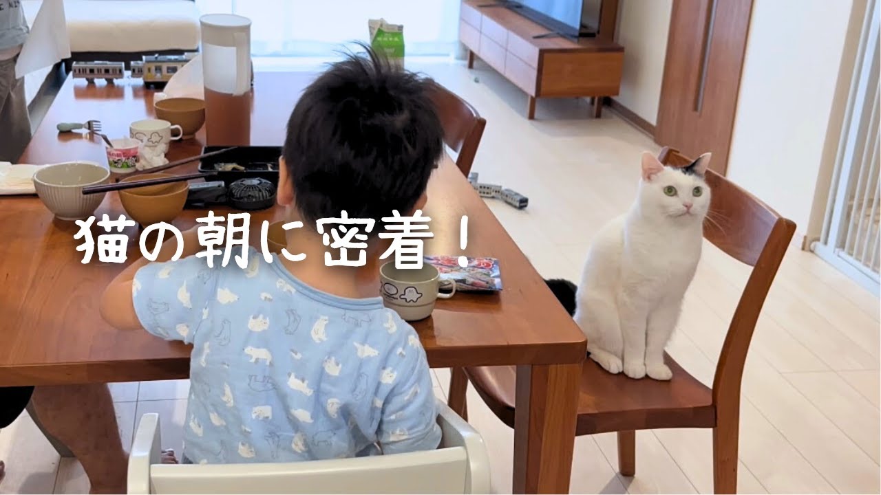 猫の朝に密着！甘えん坊↔お兄ちゃん顔を切り替えていましたw
