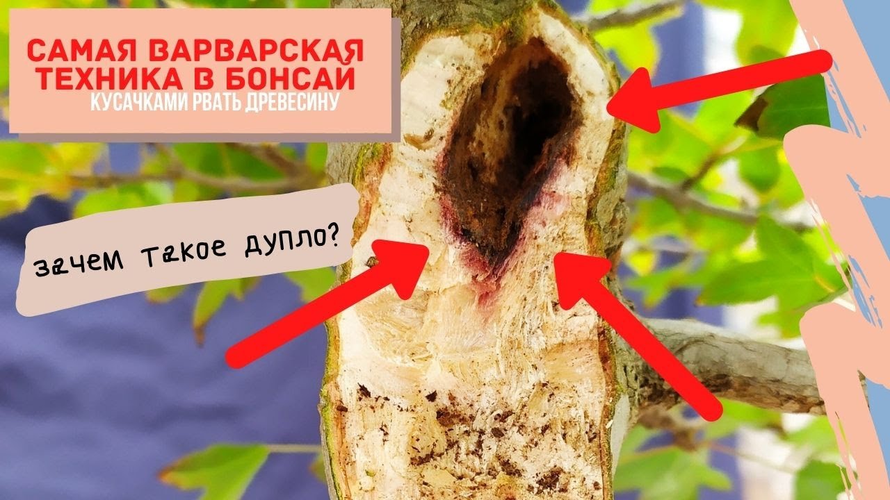 Зачем срывать кору с бонсай и как сделать дупло. Дупло на бонсай! Профессиональный уход за бонсай.