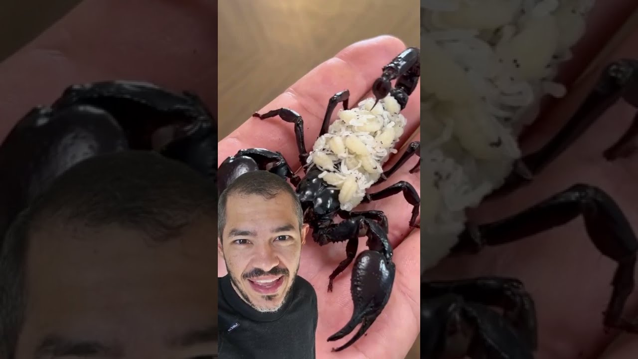 CUIDADO parental em ESCORPI&Atilde;O | Cienciando