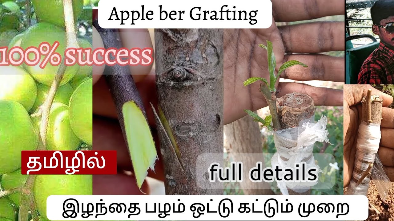 Apple ber Grafting |இளந்தை ஒட்டு கட்டுதல் |@Mr.plant_lover 