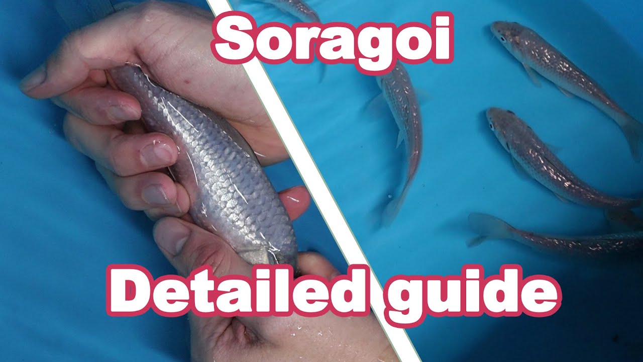 Soragoi Koi Fish variety – Development and characteristics [KOI GUIDE]