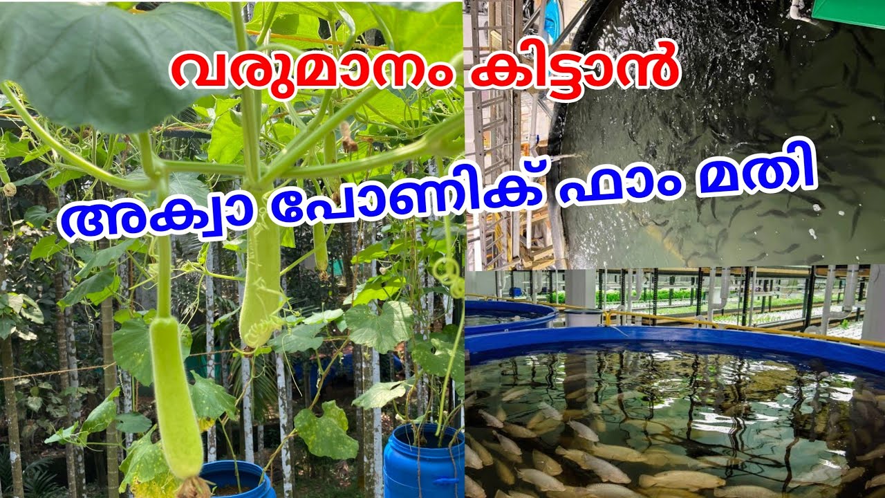 aquaponic farming malayalam 