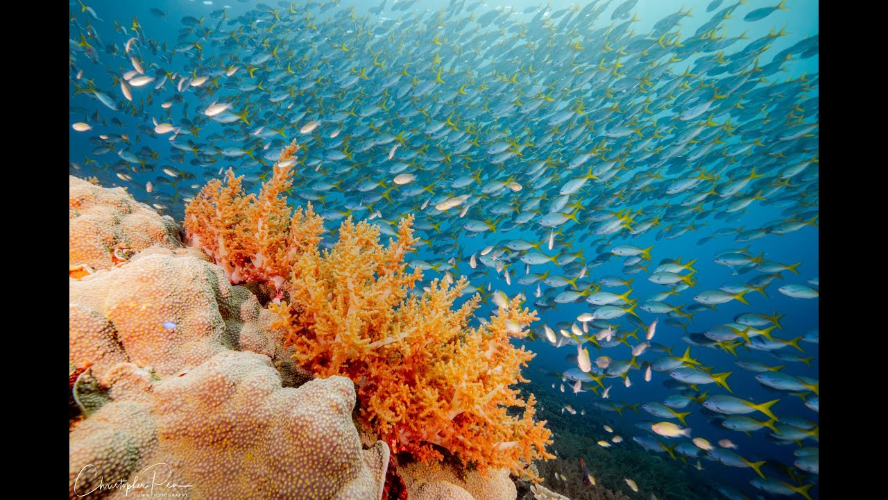 Epic Voyage in Raja Ampat (4K)