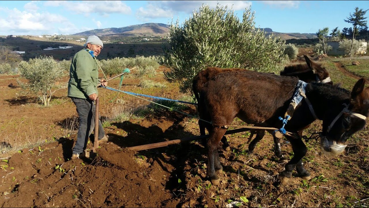 آيت سيذار نوذرار - تقنيات الحرث على الصعيد المحلي بواسطة الحمير التي تفهم اللغة الانجليزية مع بلجراف