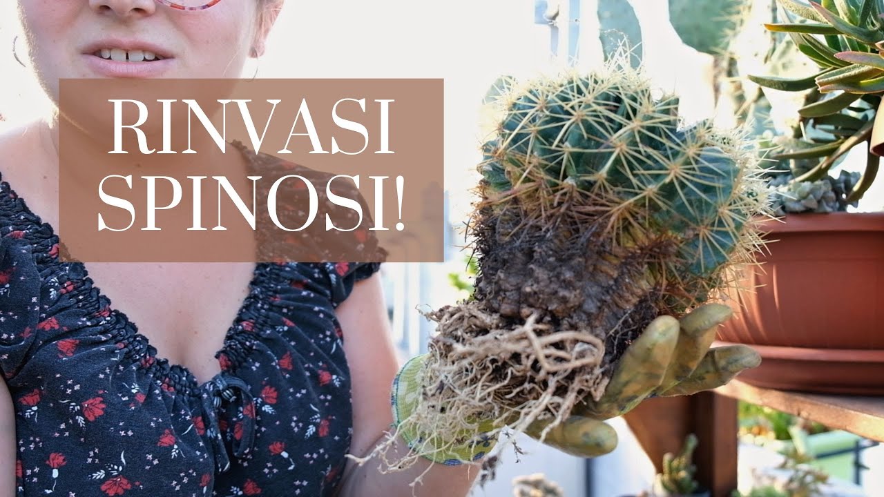 RINVASI PIANTE GRASSE: Risposta alle vostre DOMANDE + 3 Rinvasi ESTREMI!