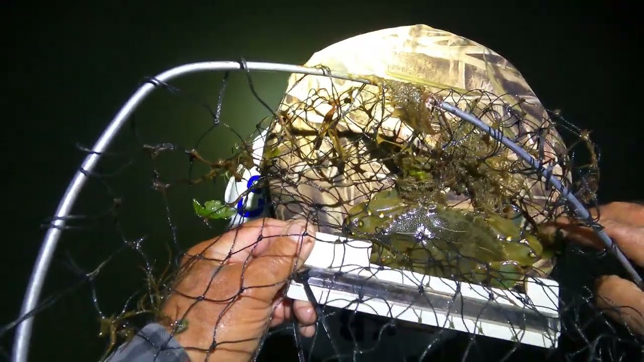Crabbing blue crabs at night with light.