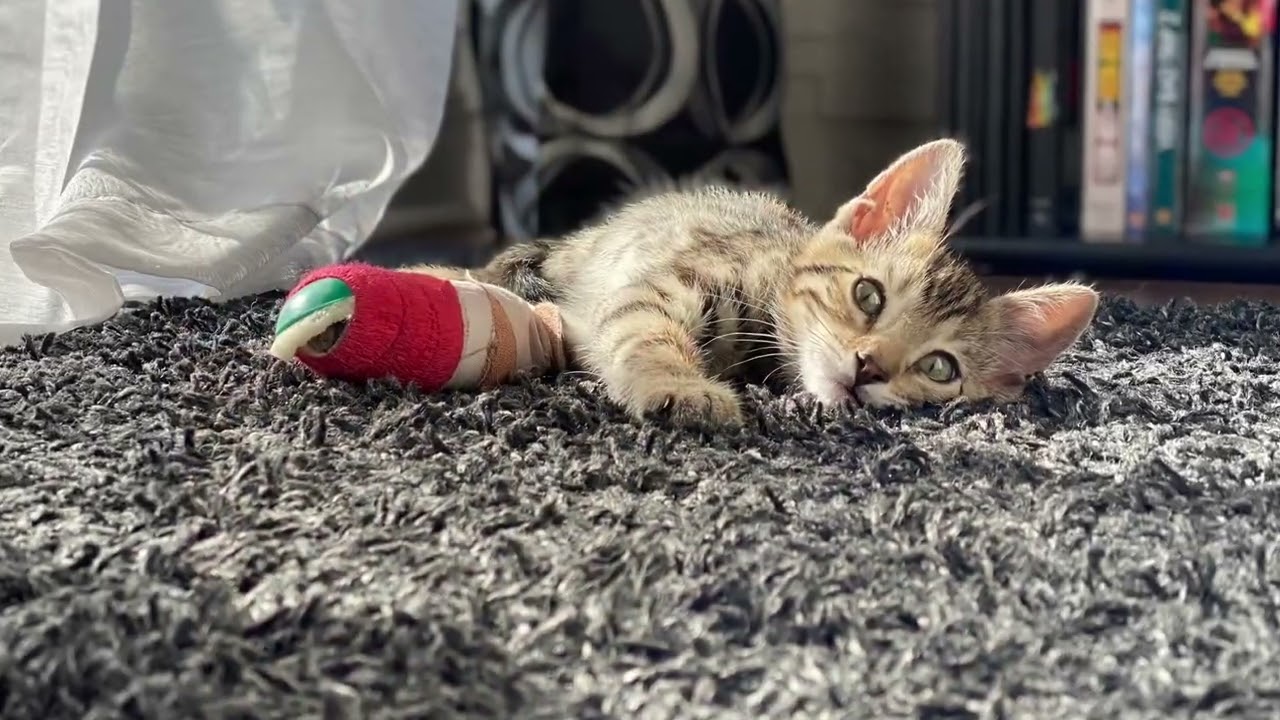 Avril 2021- Charlie Bess s’est cassé la patte 😿