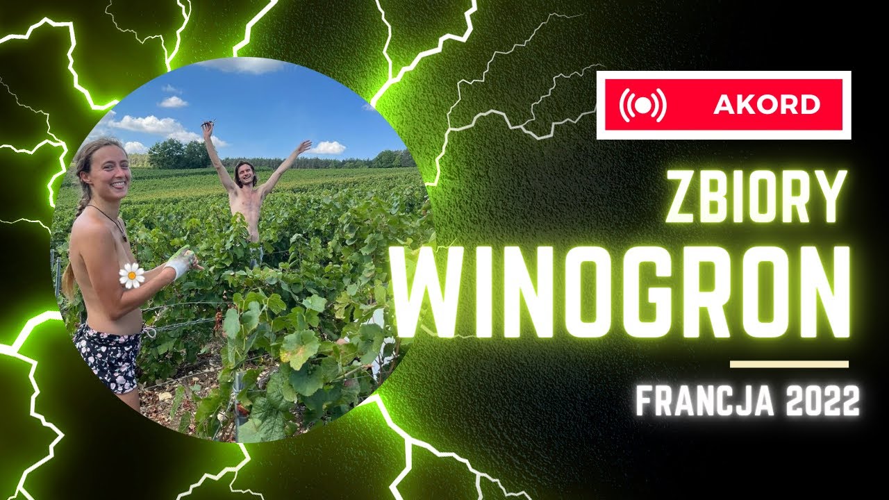 PRAWIE NAS OSZUKALI!! Winobranie - Vendange | Vlog | Zbiory winogron akord, Francja - opinie