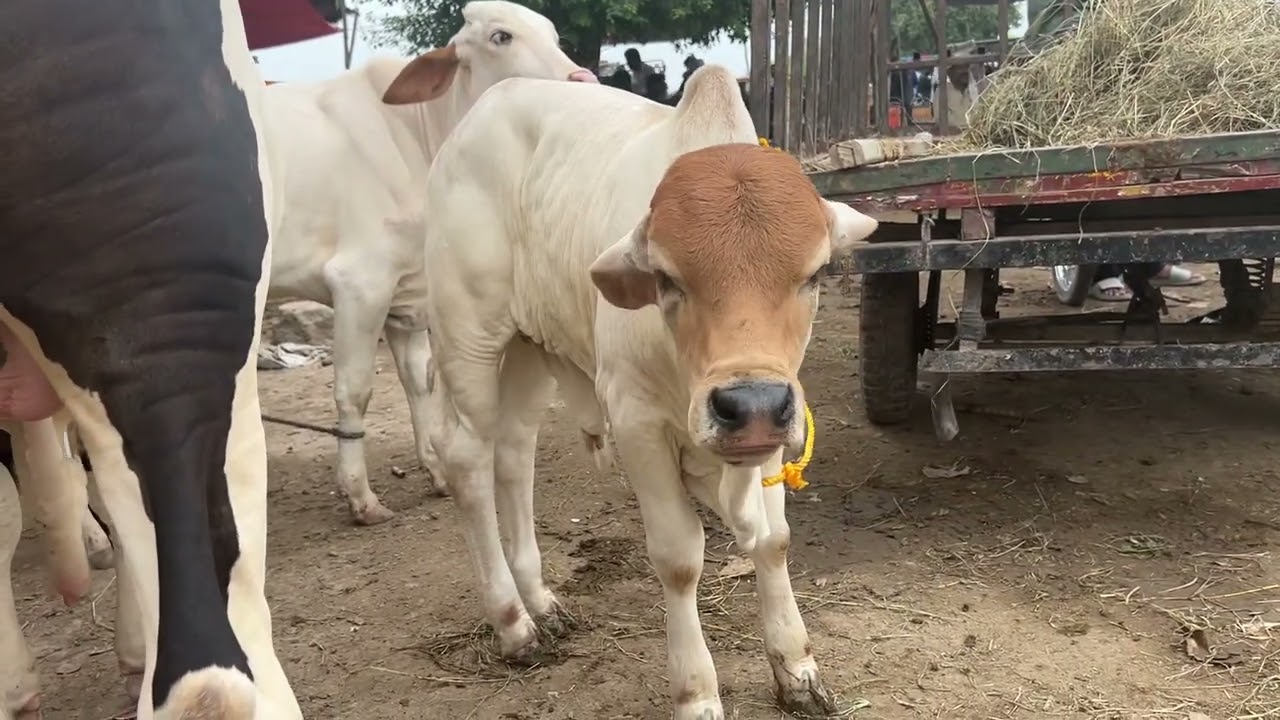 Zero Size Bacha in Sheikhwa Cow Mandi|#Mandivisit|